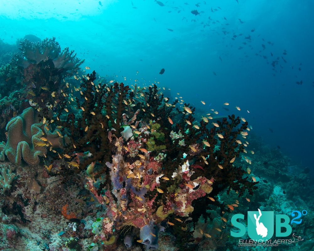 Hard coral, soft coral, sponges, anemones, small fish, big fish and little critters. Raja Ampat is a diver's paradise!