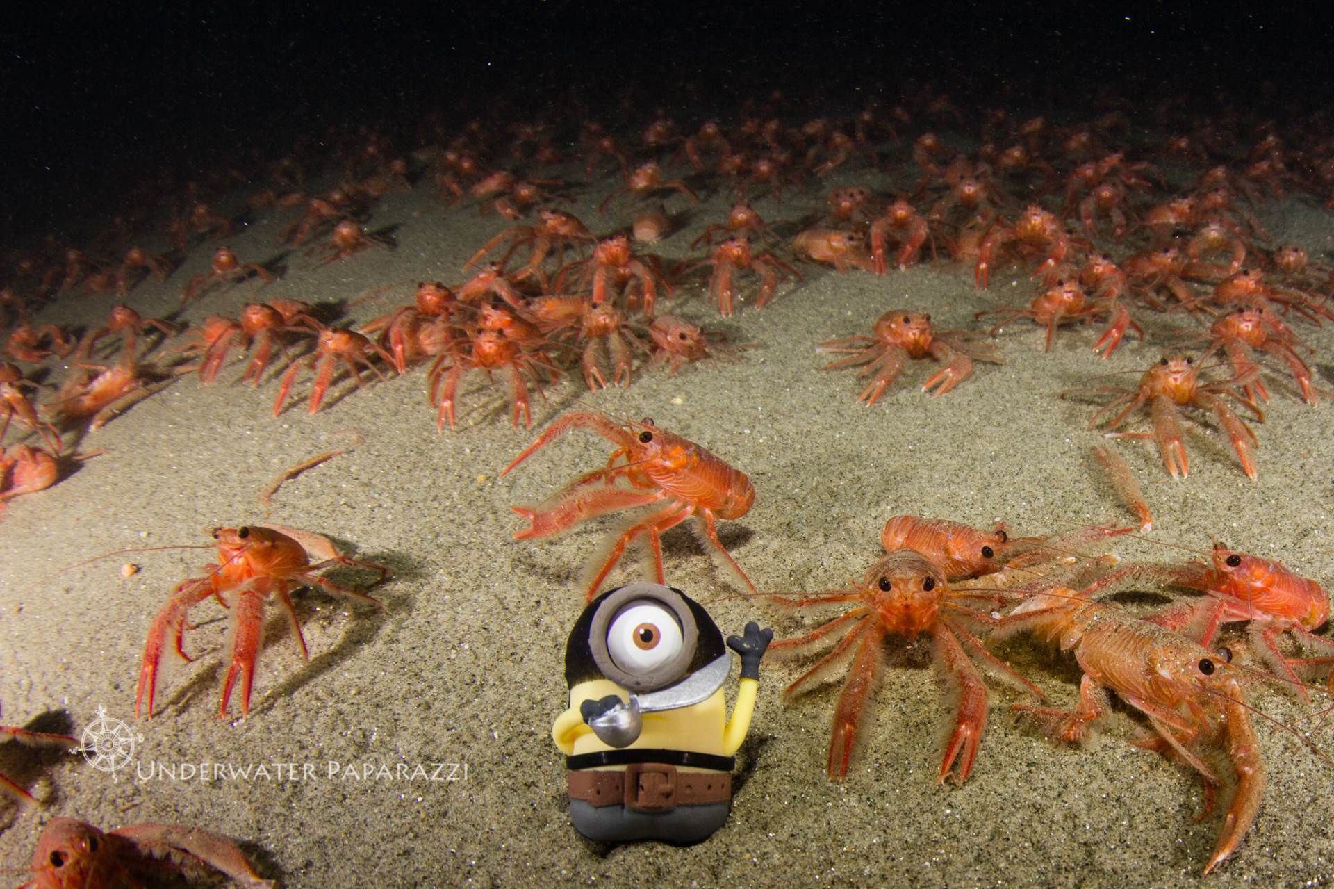 Tuna Crabs take over La jolla Shores at 80 feet below the surface