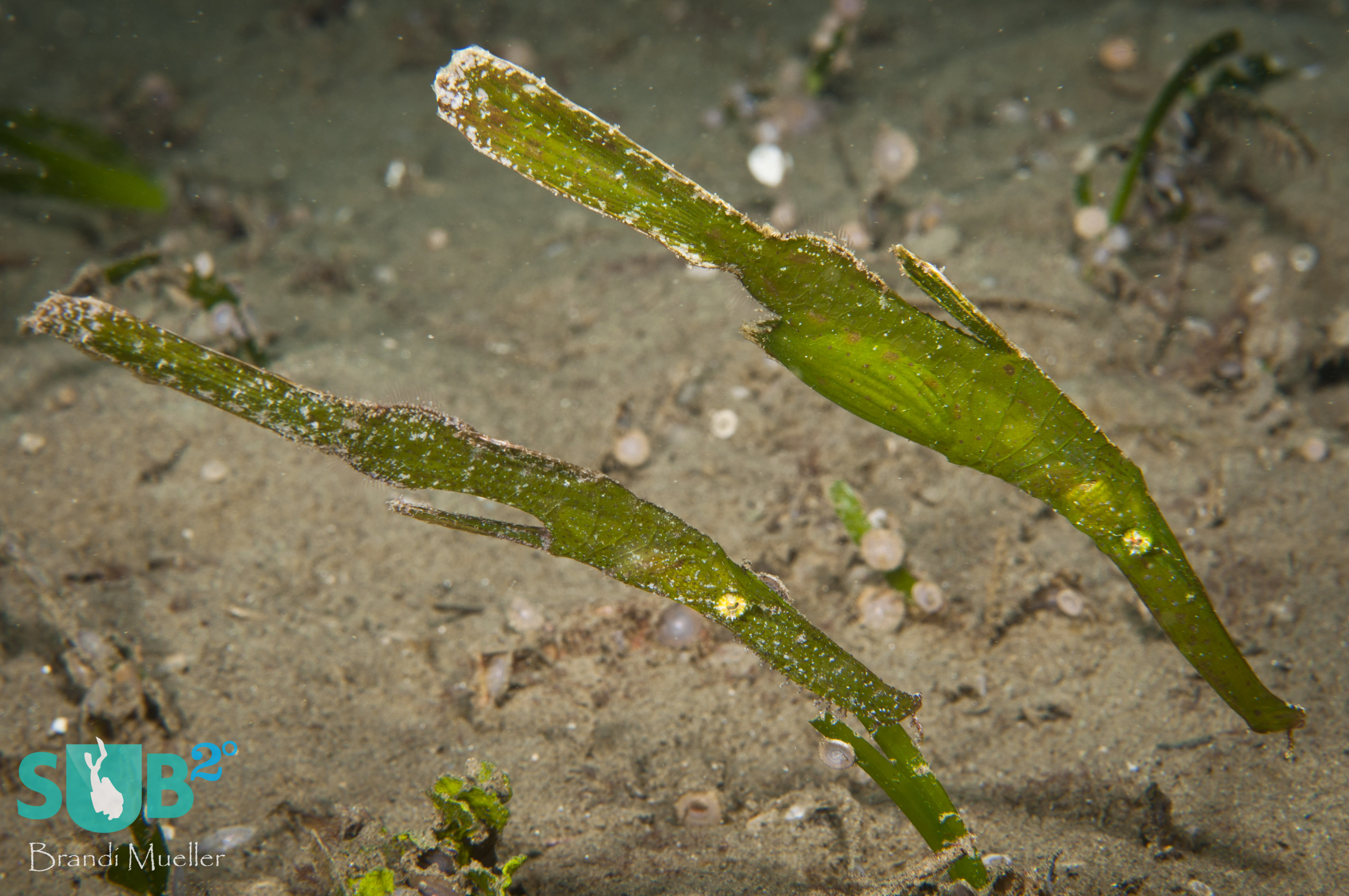 A pair of robust ghost pipefish, easily mistaken for the seaweed they like hide nearby. You need a keen eye to spot these masters of disguise. 