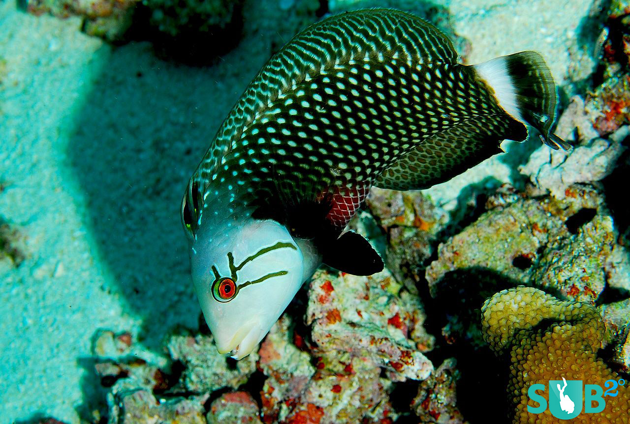 The beautiful markings of the Rockmover wrasse are not the most eye-catching quality, but its unique method for finding a meal and sexual fluidity. 
