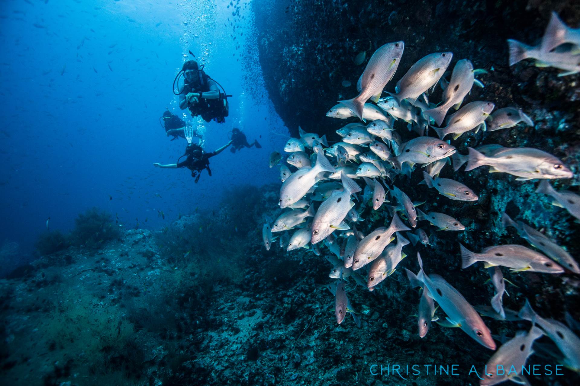 Checking out Barracuda Rock at around 25m depth, a school of one-spot snappers disperses as we approach. Chumphon's reef and sea-life never fails to impress!