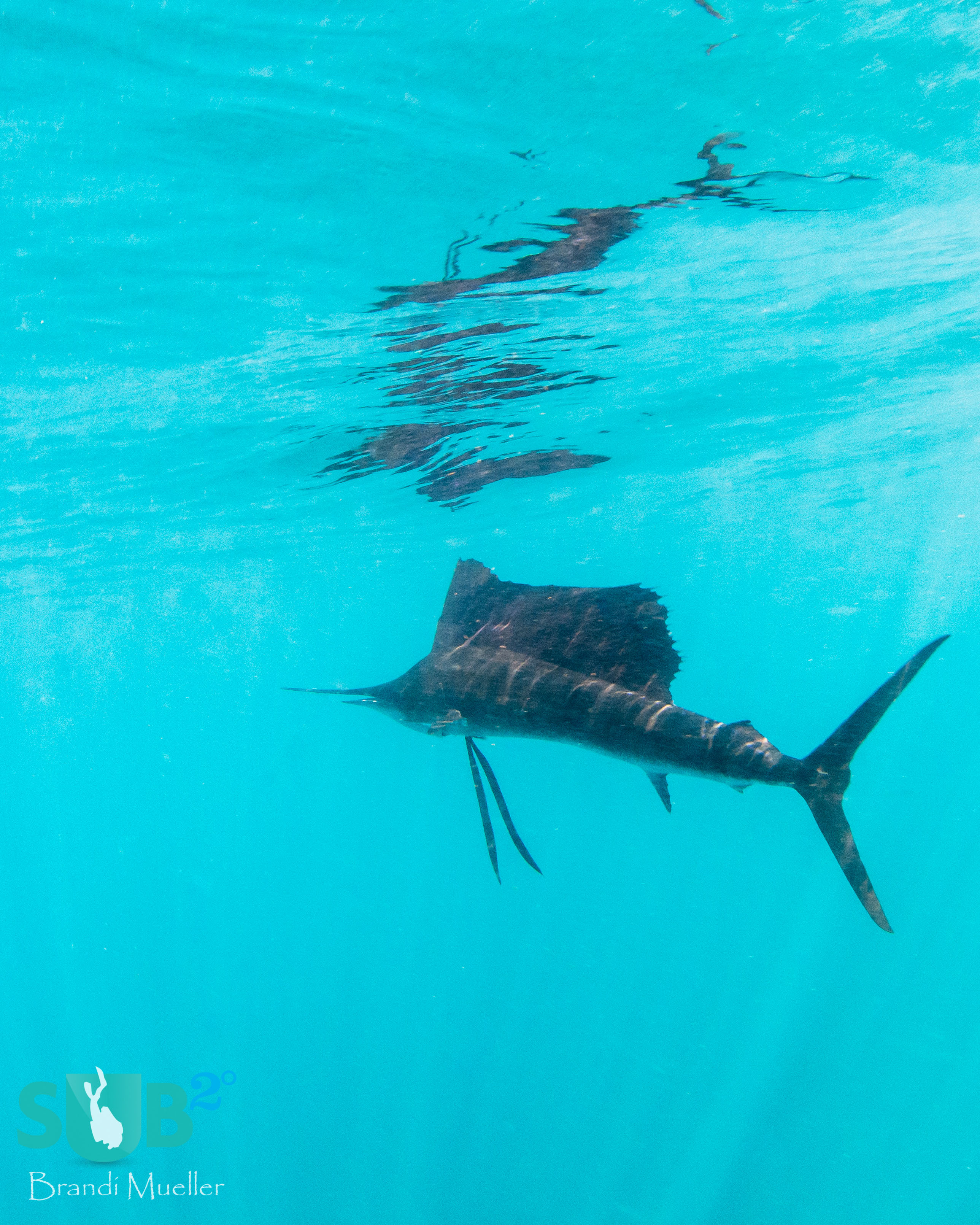 A sailfish with its sail fully extended near the surface.