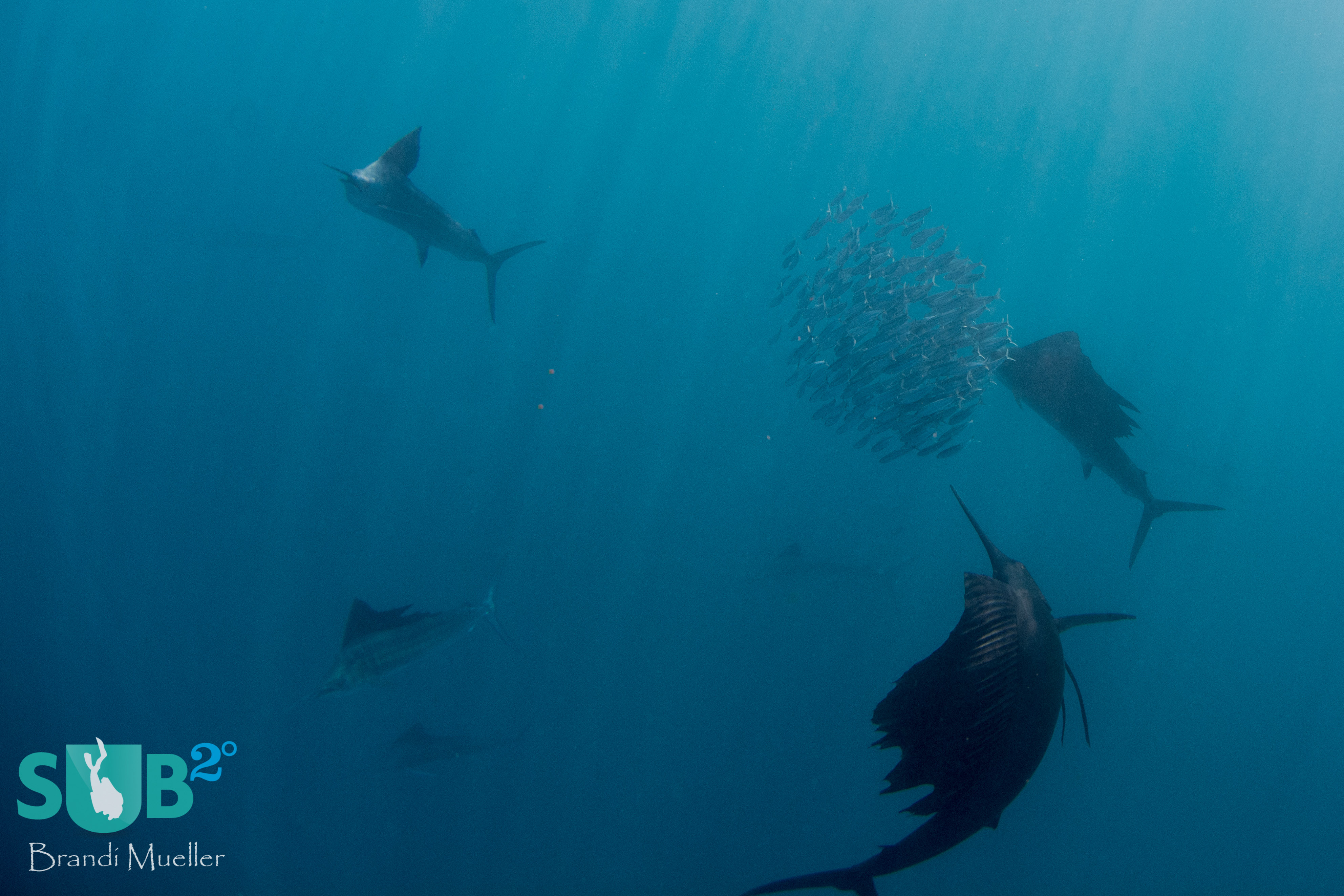 Sailfish are consistently clocked as the fastest fish in the ocean, reaching speeds up to 68mph (110kmph).