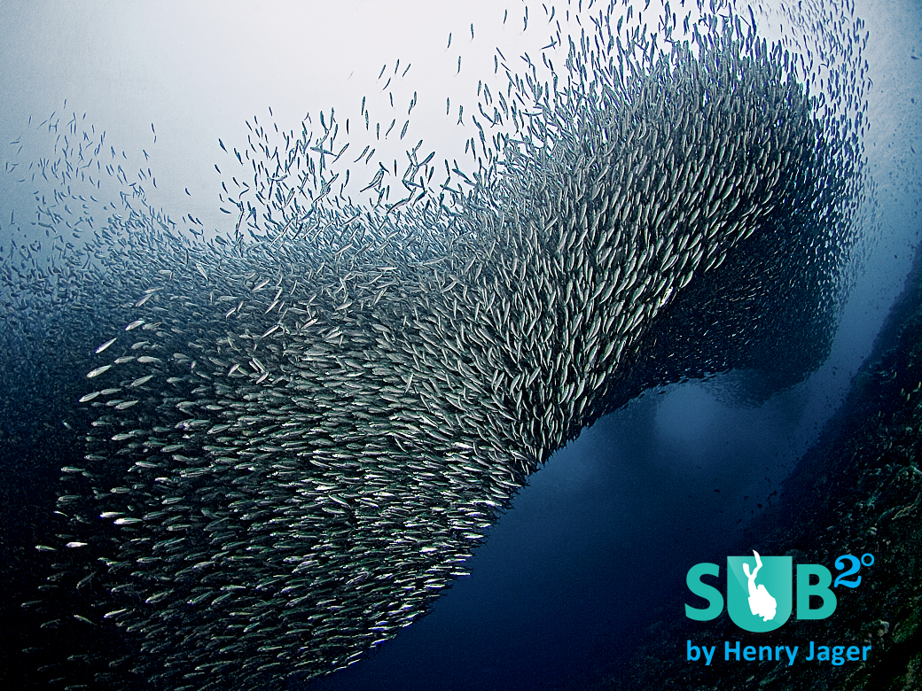 Like a tornado, the school of sardines appears out of the depth. Will they come back again?