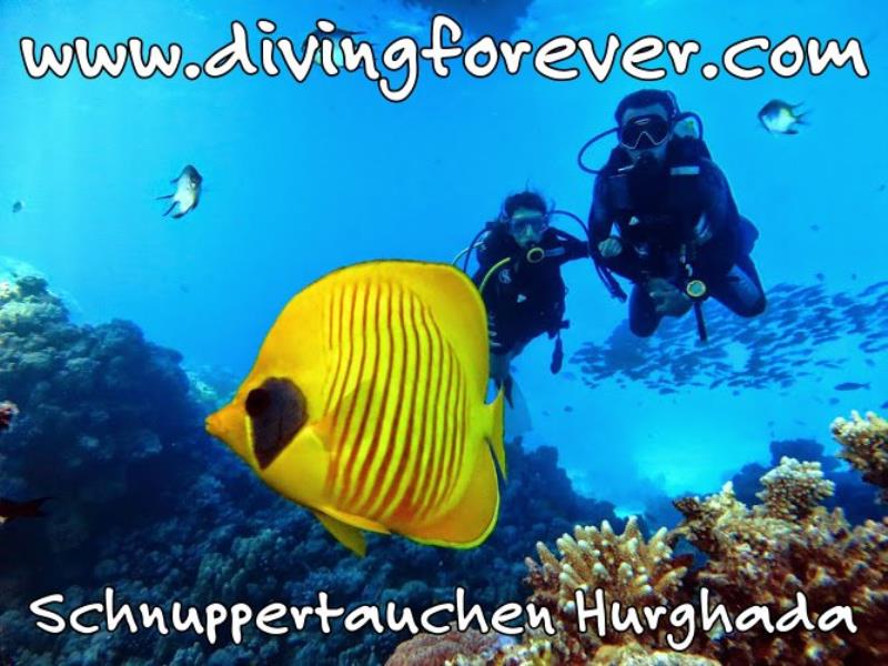 Schnuppertauchen Hurghada  www.divingforever.com
