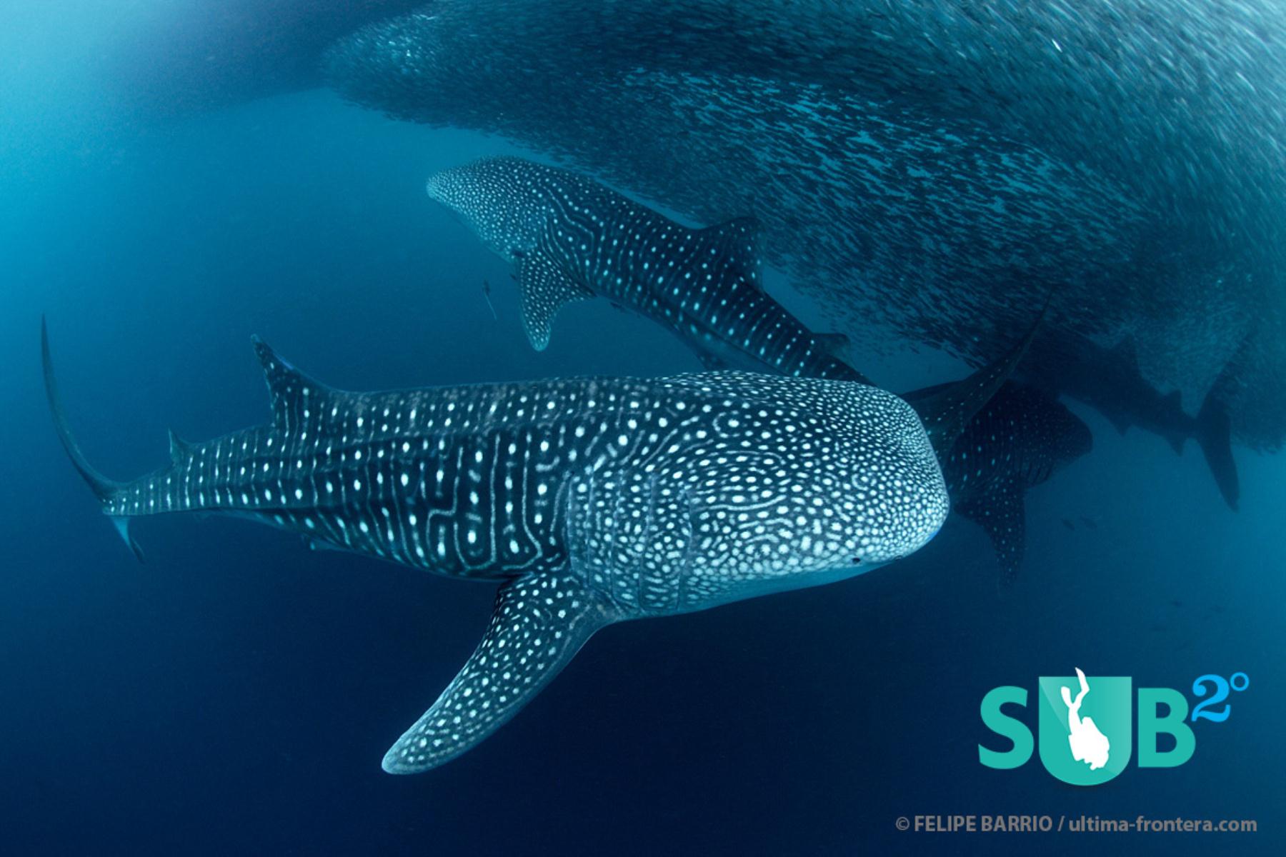 Small school of whale sharks swimming gracefully 