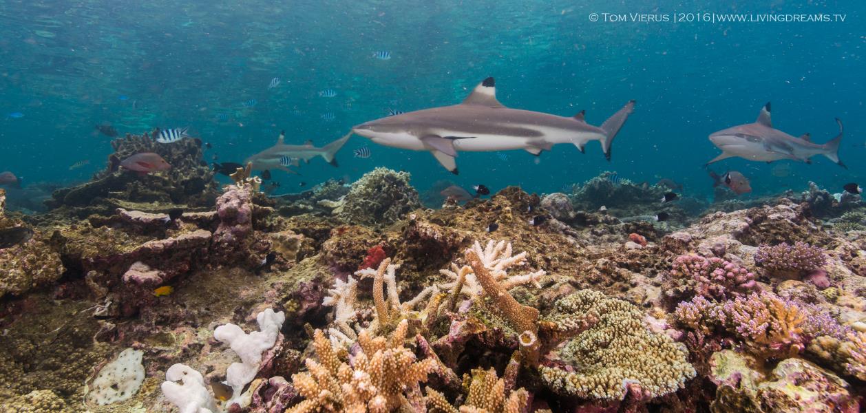 Schwarzspitzen Riffhaie und Korallenriff