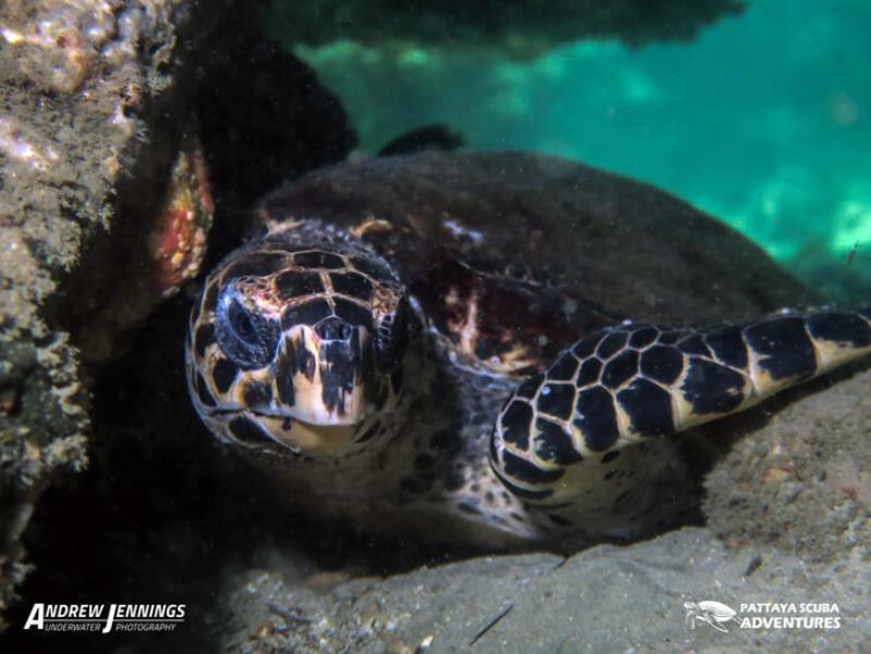 Scuba Adventures Diving Pattaya - Sea Turtle