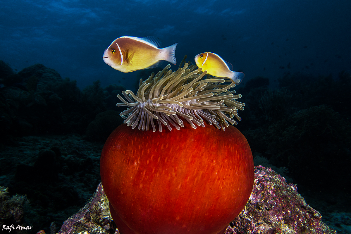 Sea anemone and clown