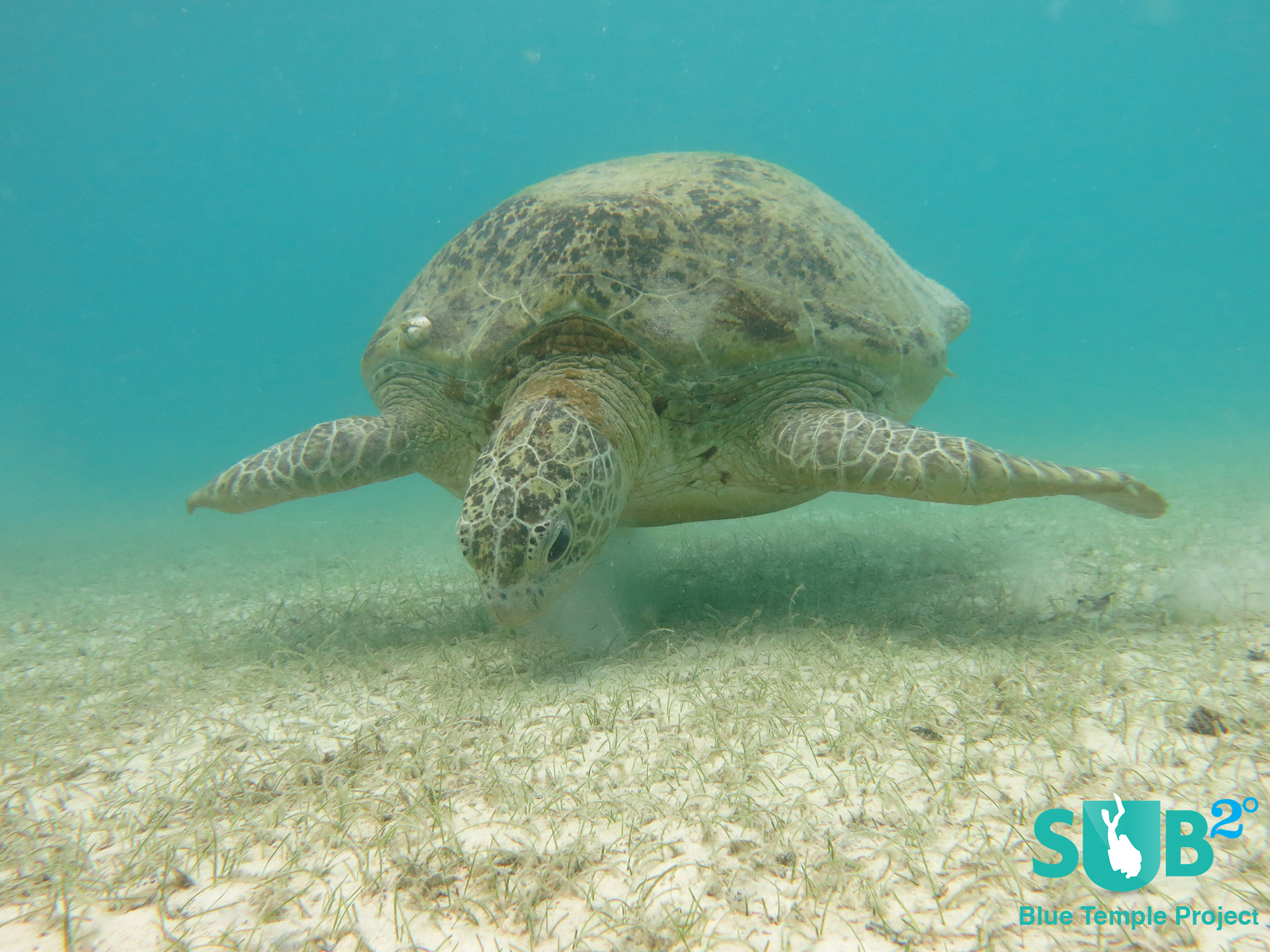 The Perhentian Islands teem with marine life like sharks, nudibranchs, and sea turtles!