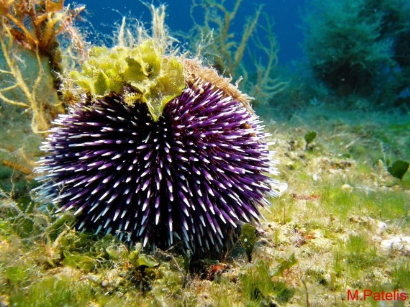 Sea urchin_01