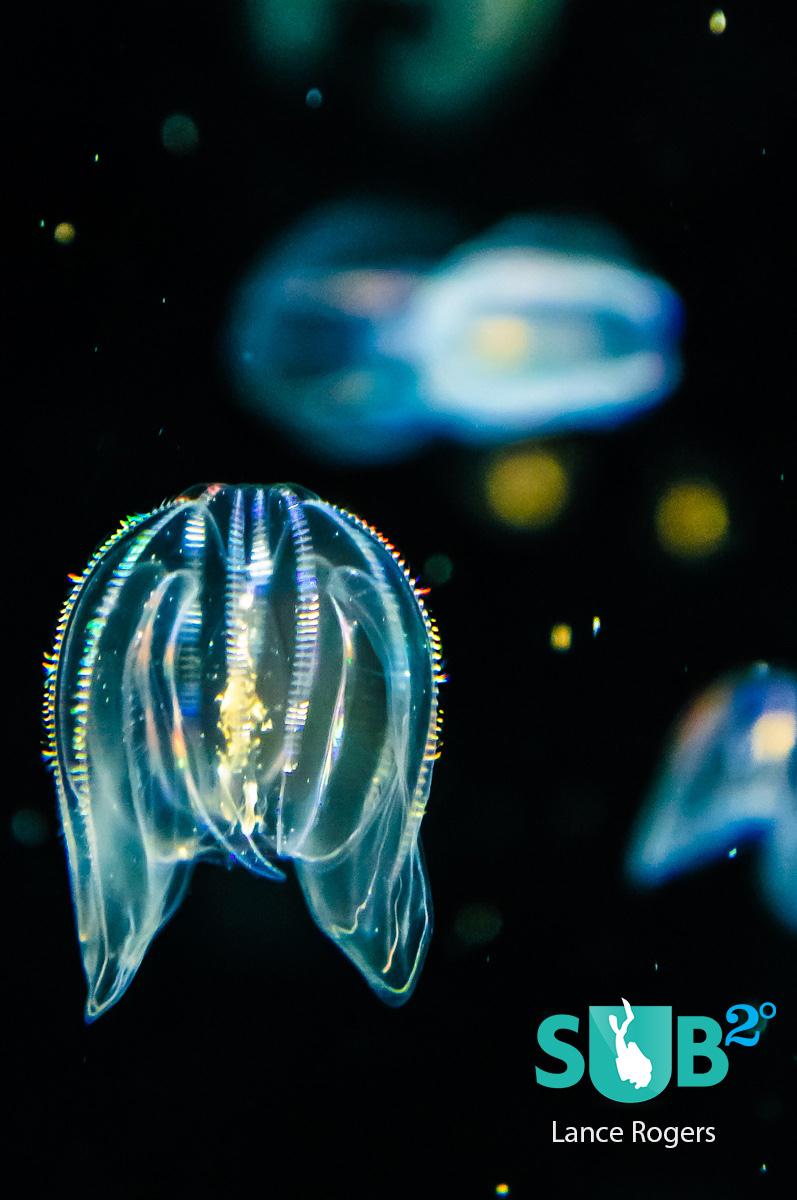 Sea Walnuts are part of a group called Comb Jellies, which aren't actually jellyfish. 