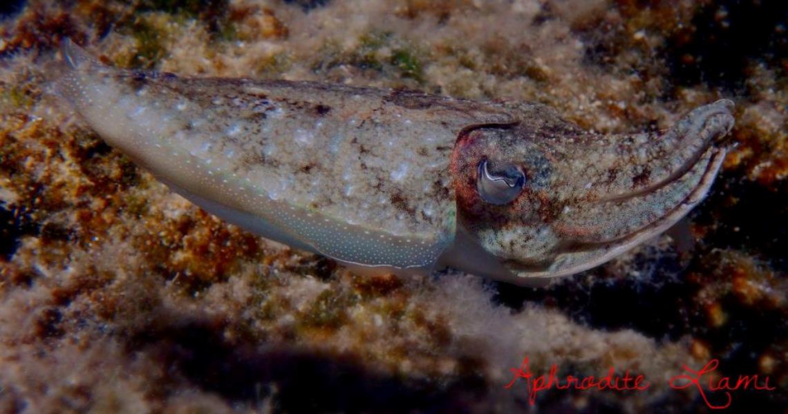 sepia cuttlefish