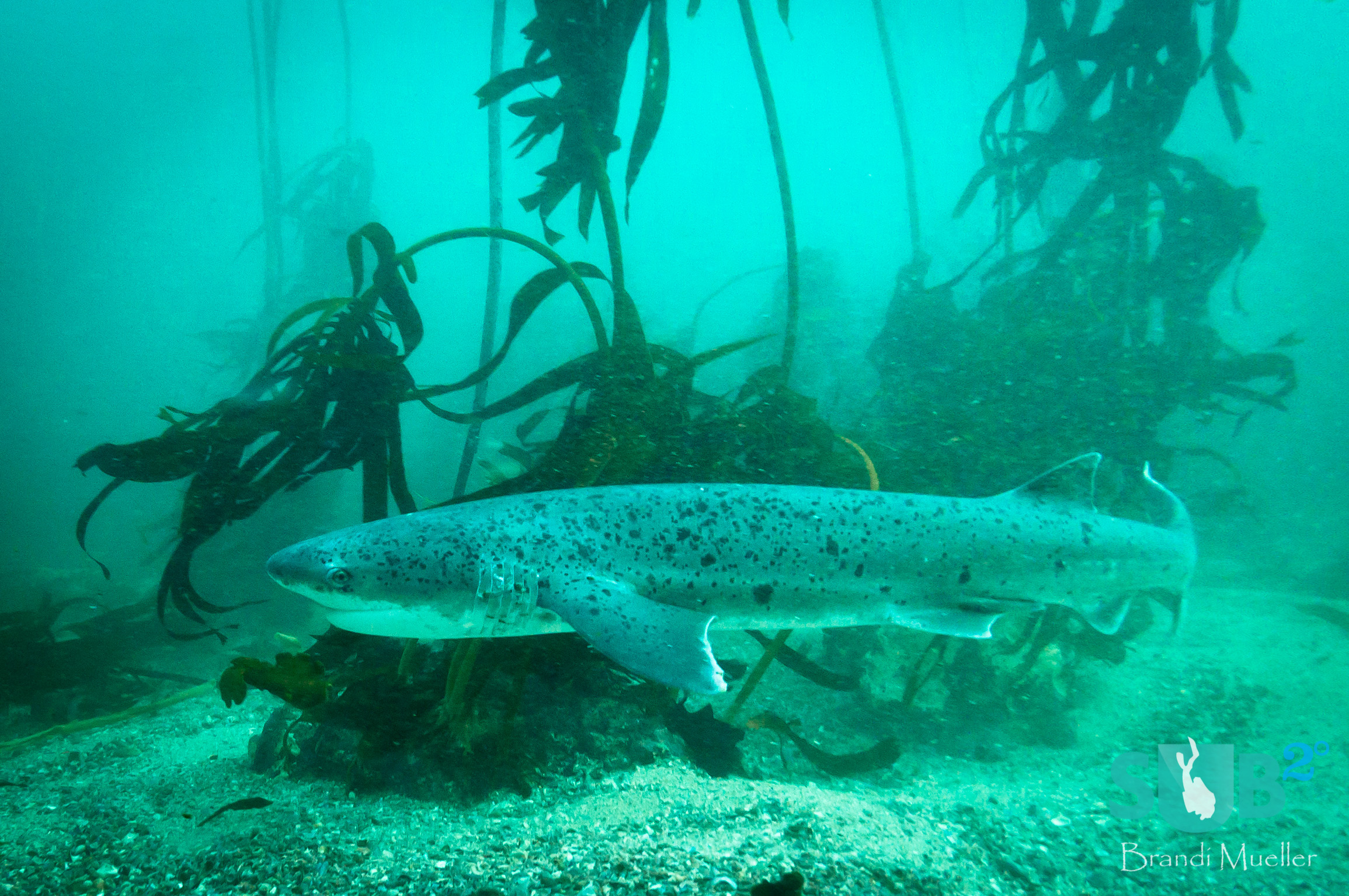 A broadnose cow shark swimming through a kelp forest in South Africa.