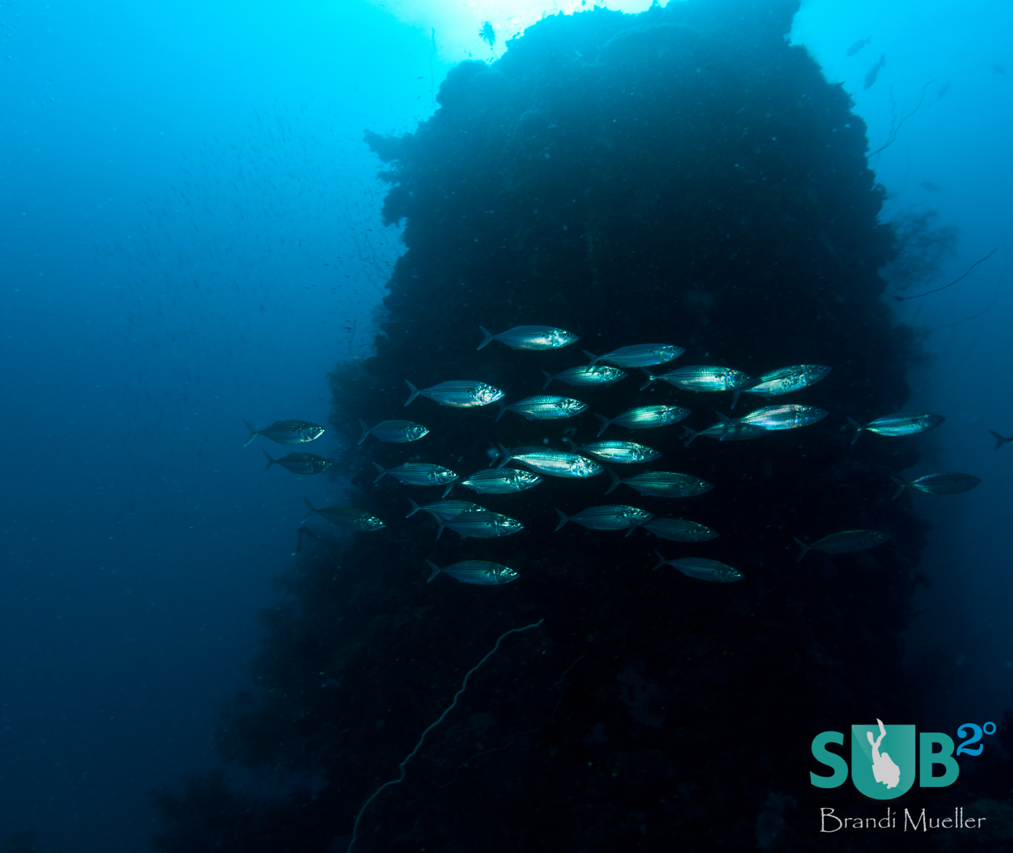 Schools of fish swim around the wrecks of Chuuk.