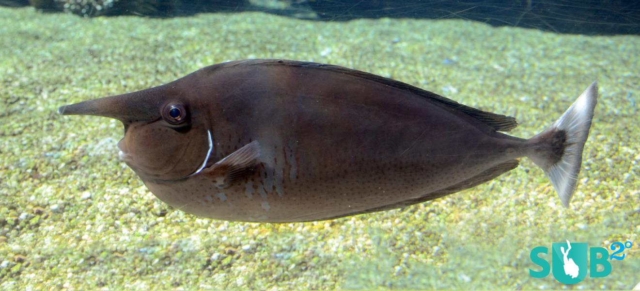 Short-Nosed Unicornfish