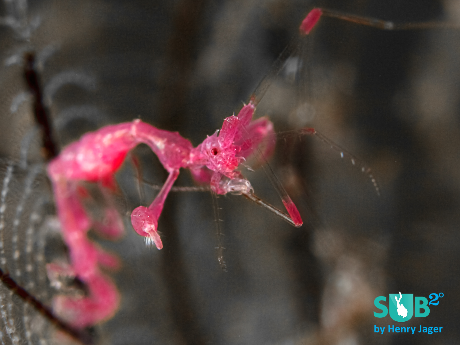 Muck diving is great! Look closely at the little bushes of hydroids on the black sand, and you will discover these tiny, crazy creatures called skeleton shrimps.