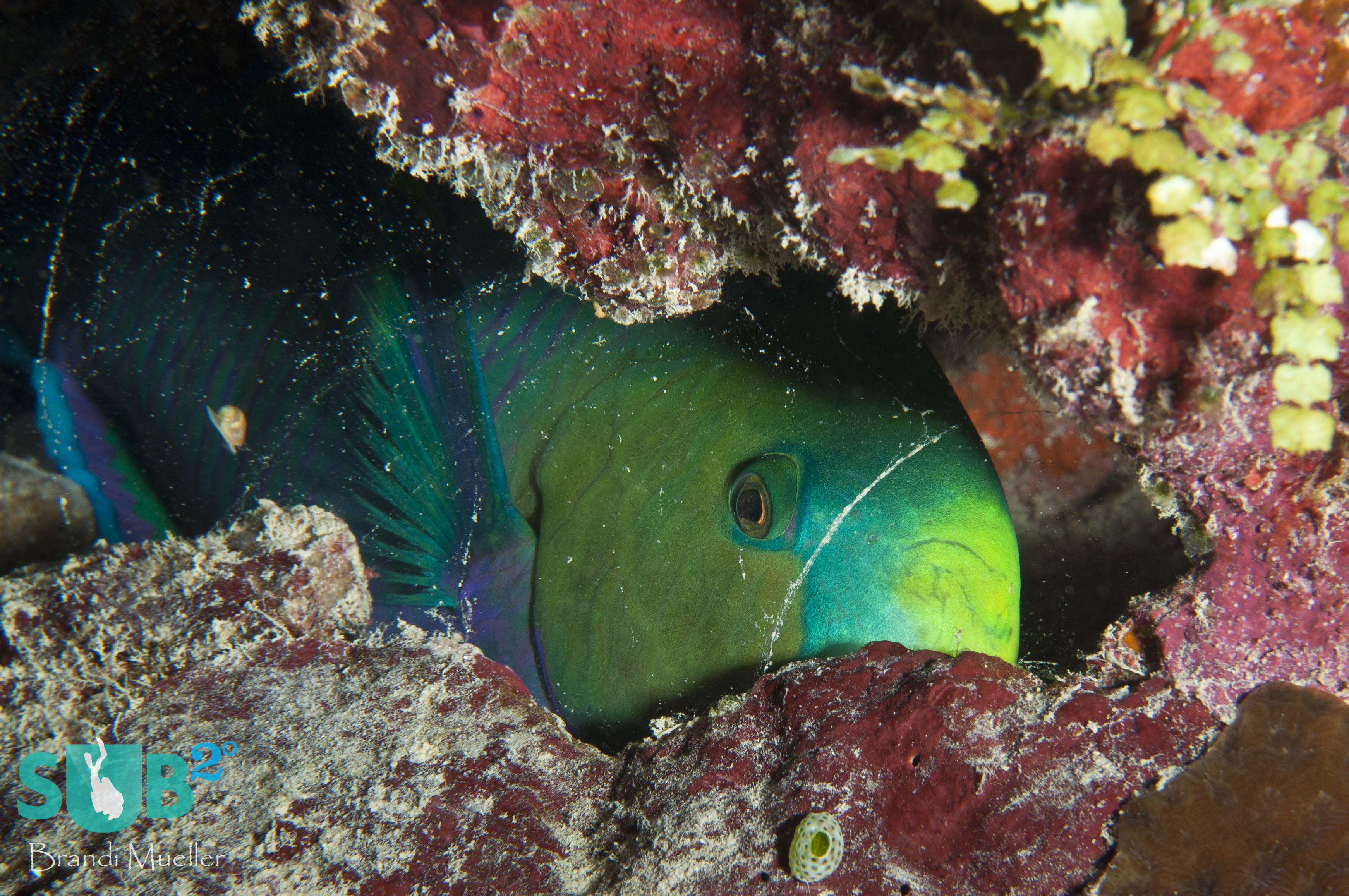 Tucked in for the night, this parrotfish has produced a mucus bubble around its body to protect it from predators during the night. The bubble hides its scent and will awaken the parrotfish if popped.