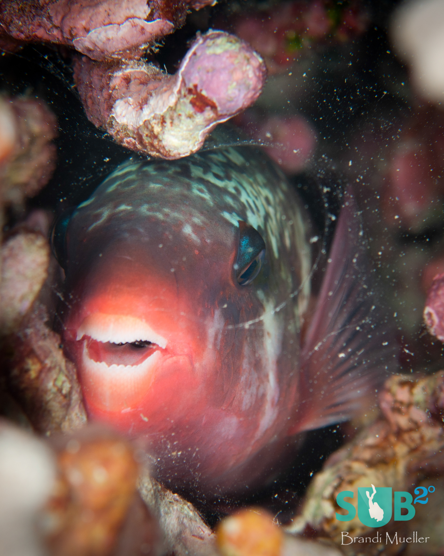 Parrotfish protect themselves at night by making a cocoon or bubble of mucus around them.  If a predator tries to attack them, the bubble pops and wakes them up so they can escape.