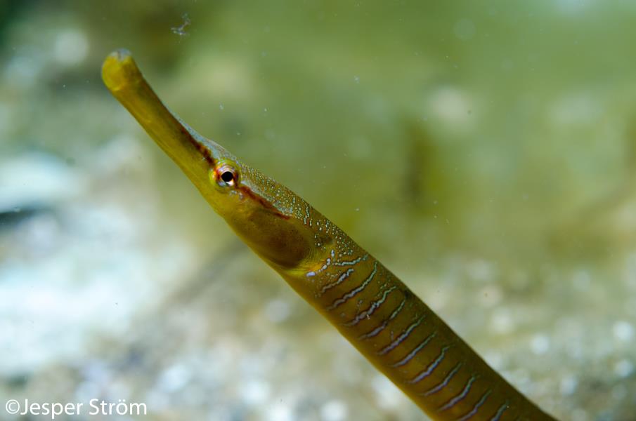 Snake pipefish