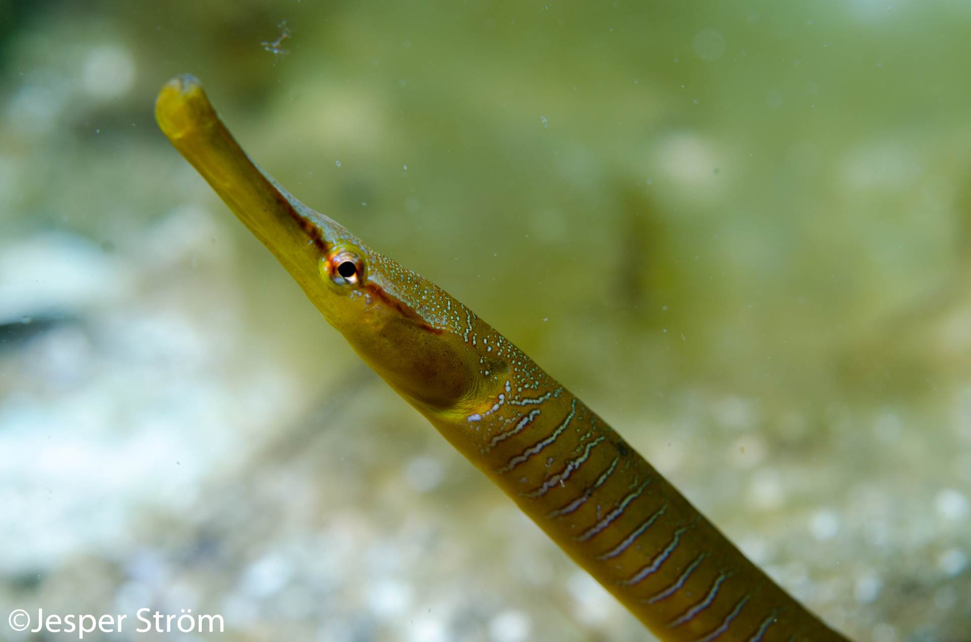 The beauty of the Snake Pipefish is stunning!