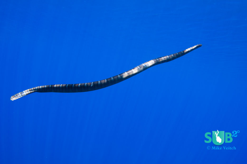 A sea krait (Laticauda semifasciata) swimming in the blue. 