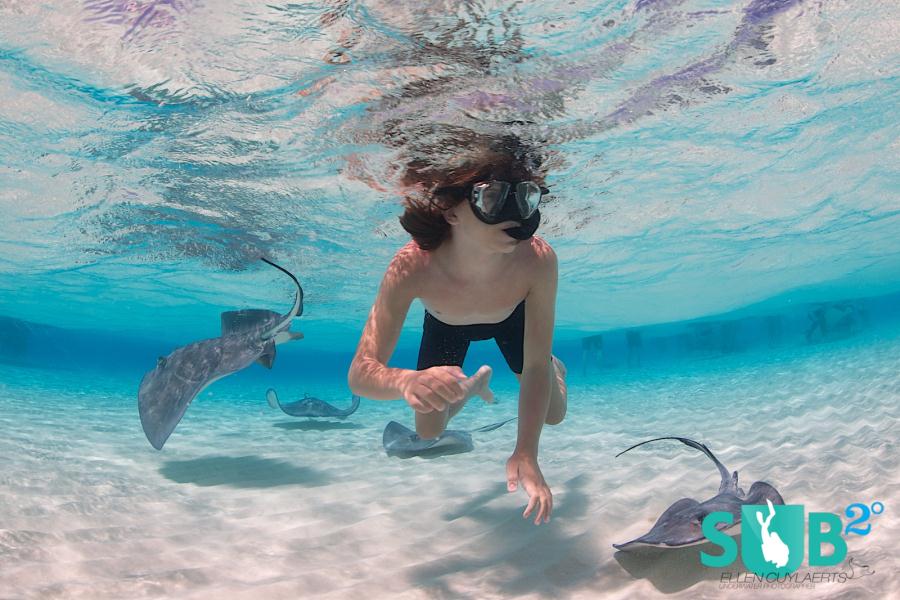 Snorkeling with Southern Stingrays
