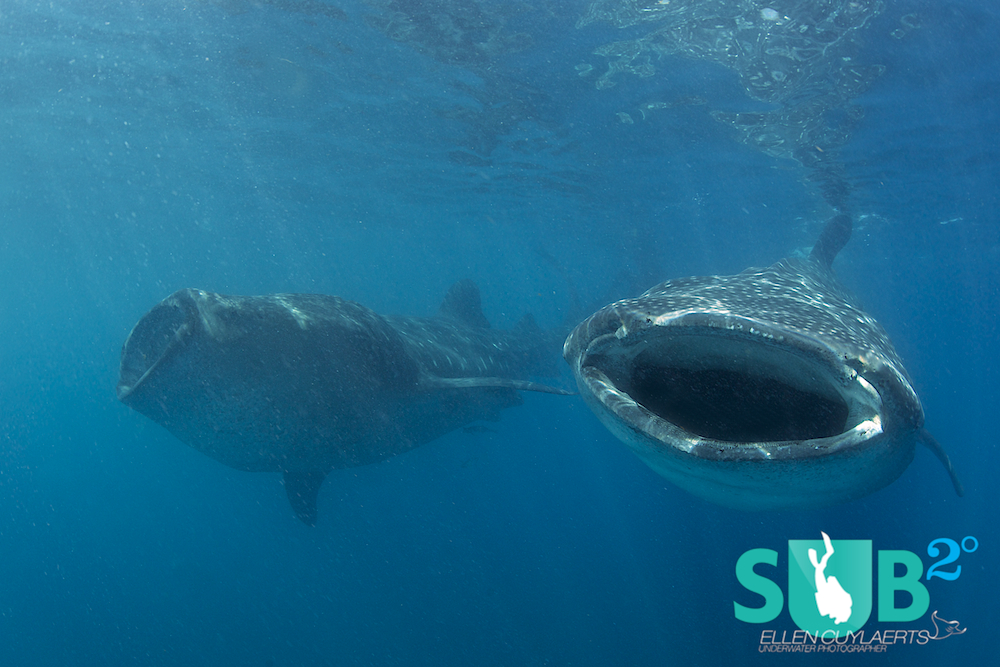 Not one, not two, but hundreds of whale sharks can be found in the pelagic 25 miles north of the island.