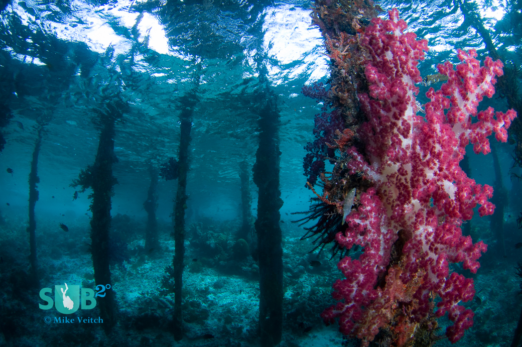 Soft coral grows on the pilings of a jetty (Arborek Pier, Raja Ampat).