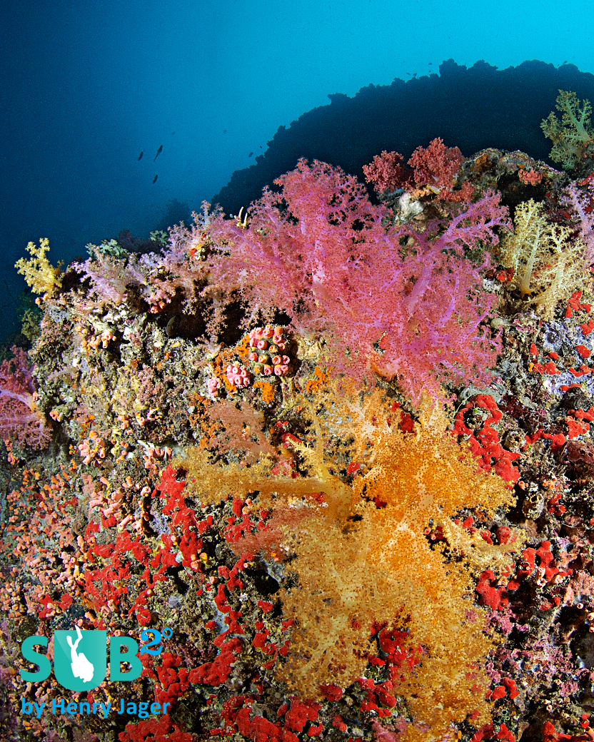 Diving the soft coral wall means enjoying the colorful scenery as well as looking for small critters, this region is famous for.