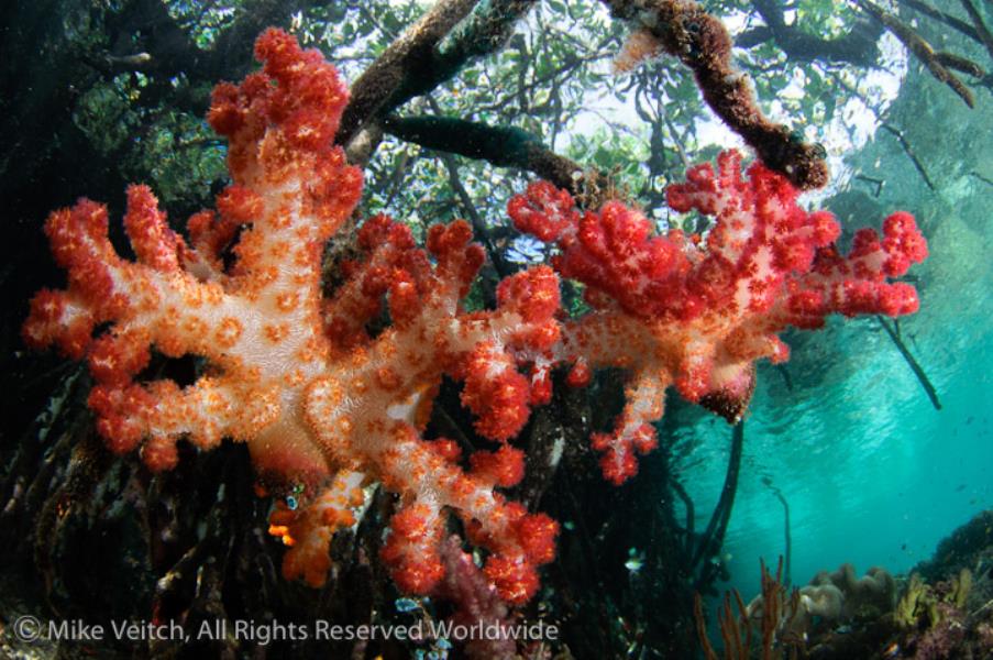 Soft Corals on Mangroves