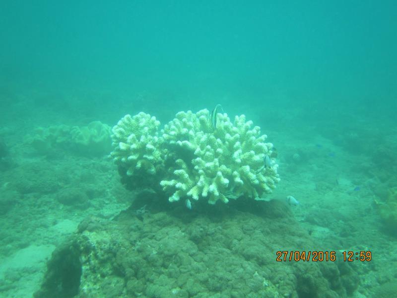 Special coral and fish