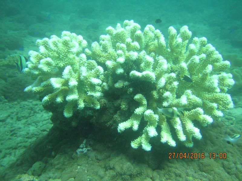 Special coral fish