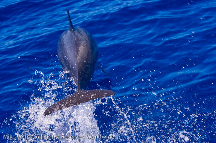 Spinner Dolphin jumping