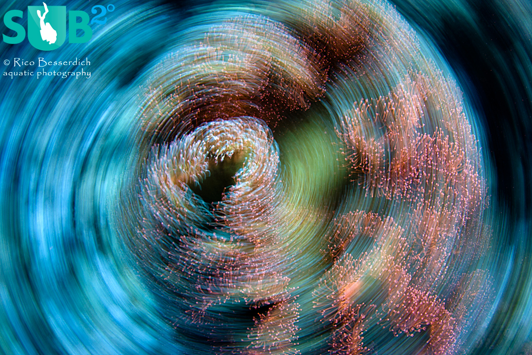 The spinning technique results in a new and unique view of a quite common coral.