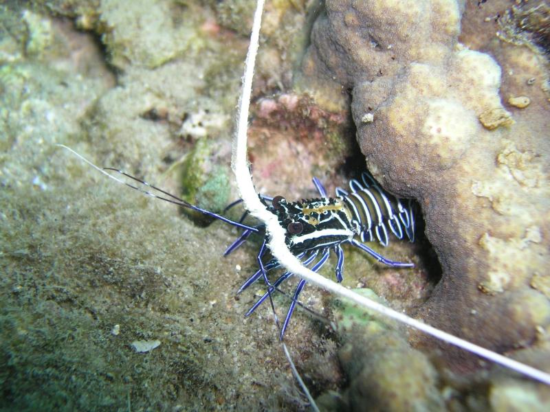 Spiny Lobster at Ao Sane 01