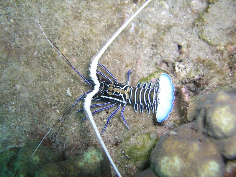 Spiny Lobster at Ao Sane 02