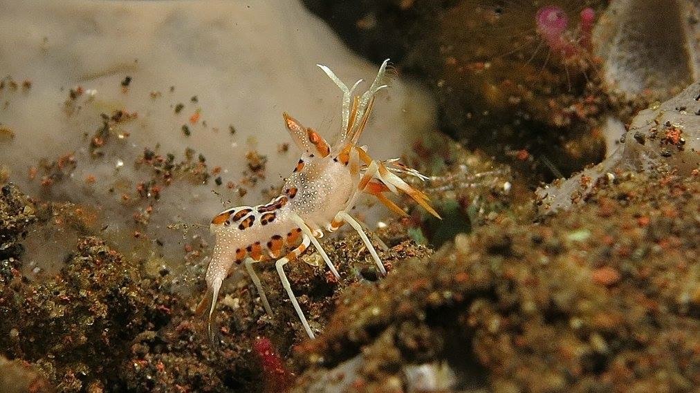 Tiny spiny tiger shrimp