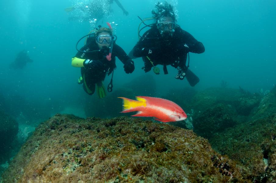 Spotfin hogfish - Photo by Roberta Viegas