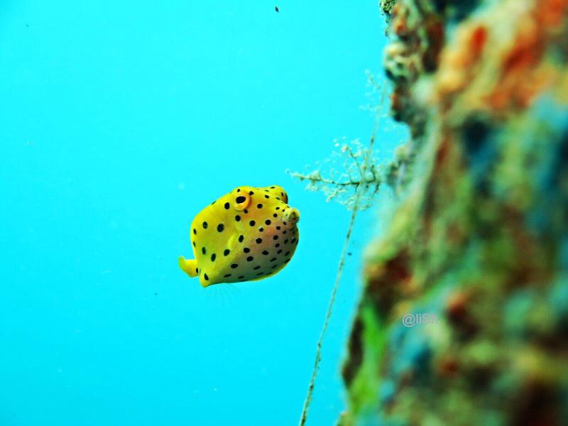 Spotted Yellow Boxfish