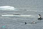 'Spy-hopping' Killer whales