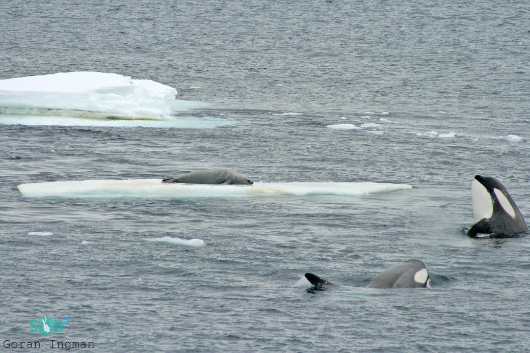 A pair of Killer whales preparing to attack a seal on an ice floe.