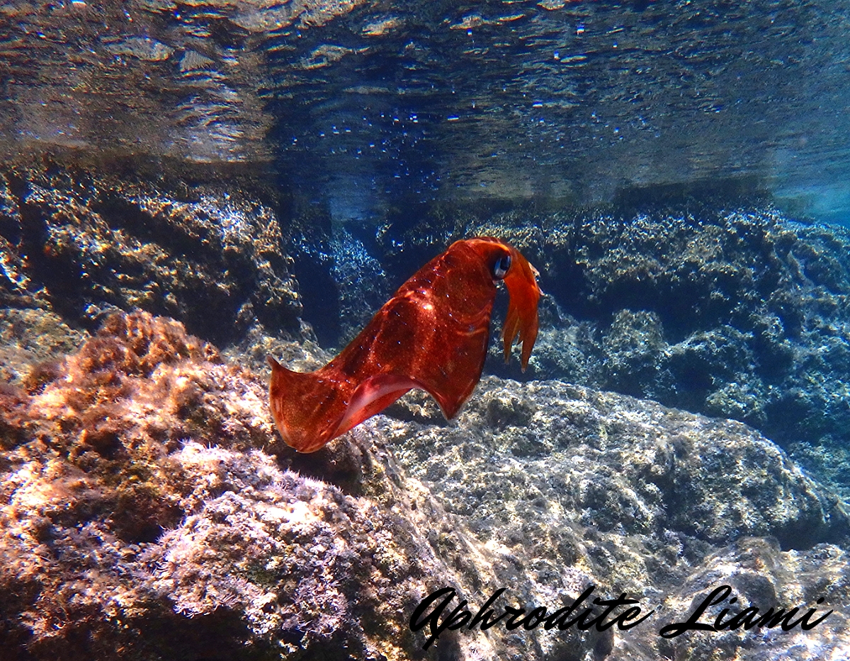 #wreck #boat #ship #sea #marine #sealife #marinelife #crab #seastar #starfish #star #crab #tubeworm #worm #nudibranch #fish #life #eco #animal #diver #diving #scubadiving #scuba #dive #photo #photography #greece #kos