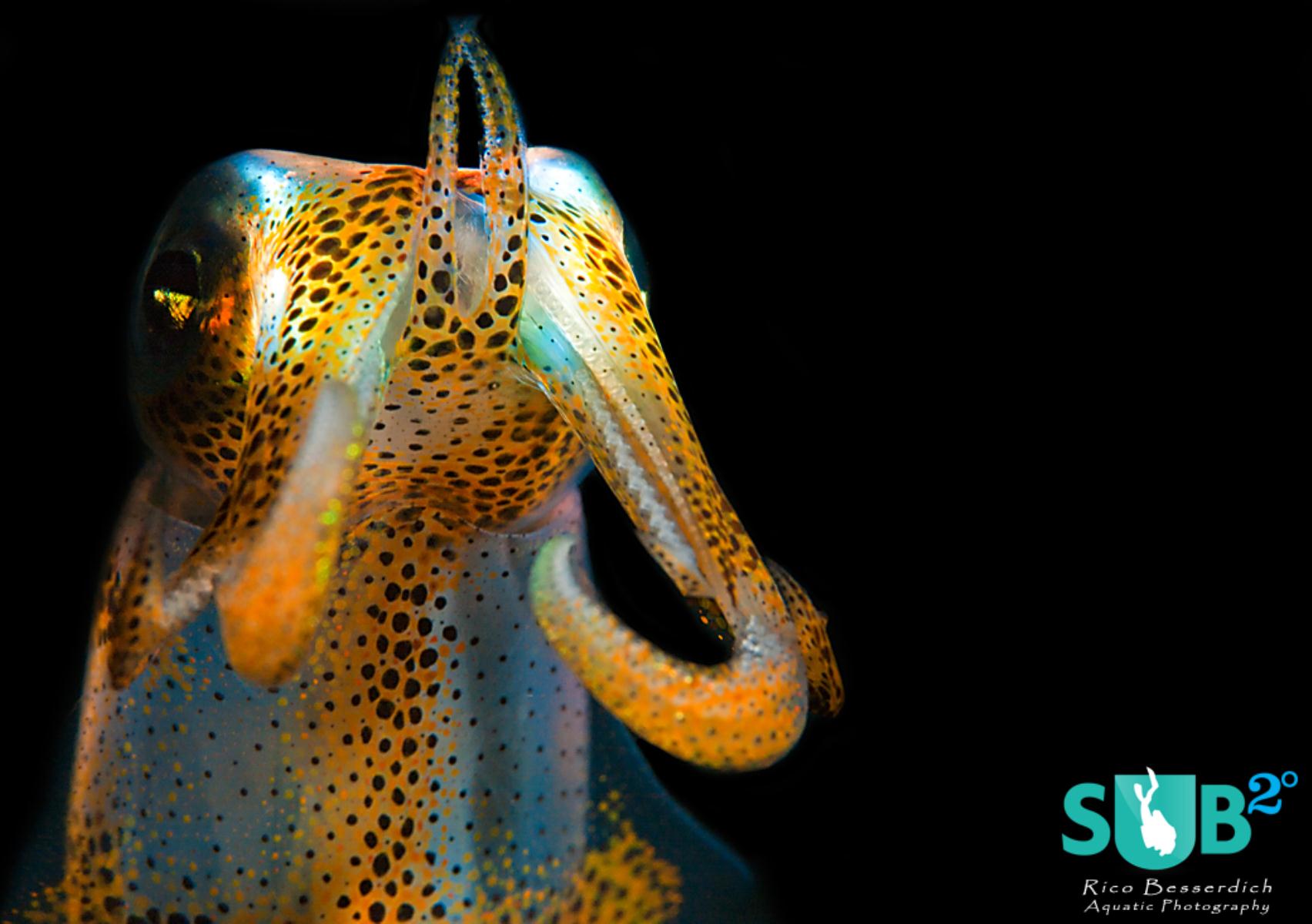 Squid. Placing the subject along the left vertical line of the rule of thirds grid adds tension to the image. 