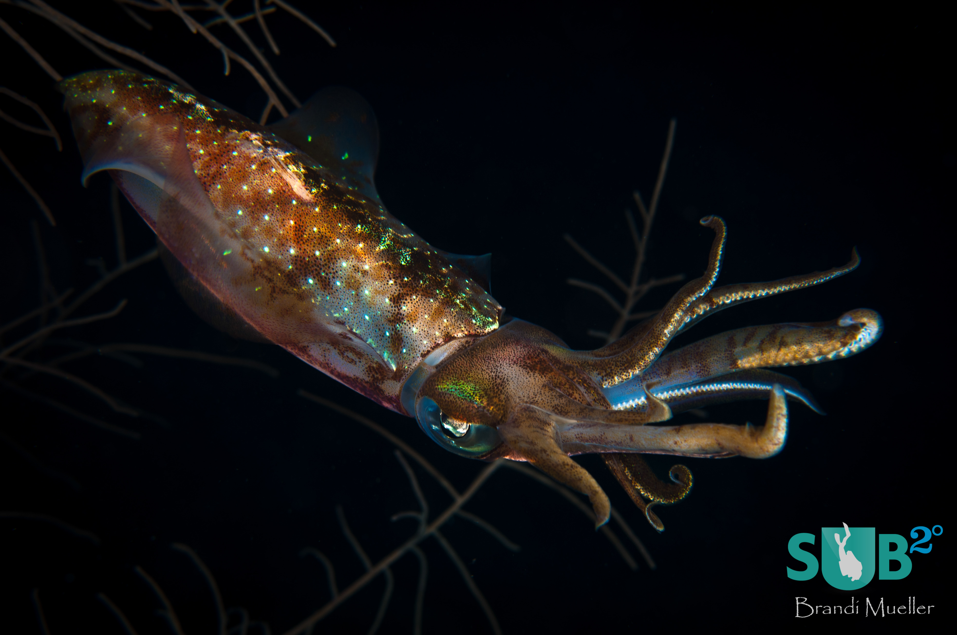 A colorful squid feeding at night.