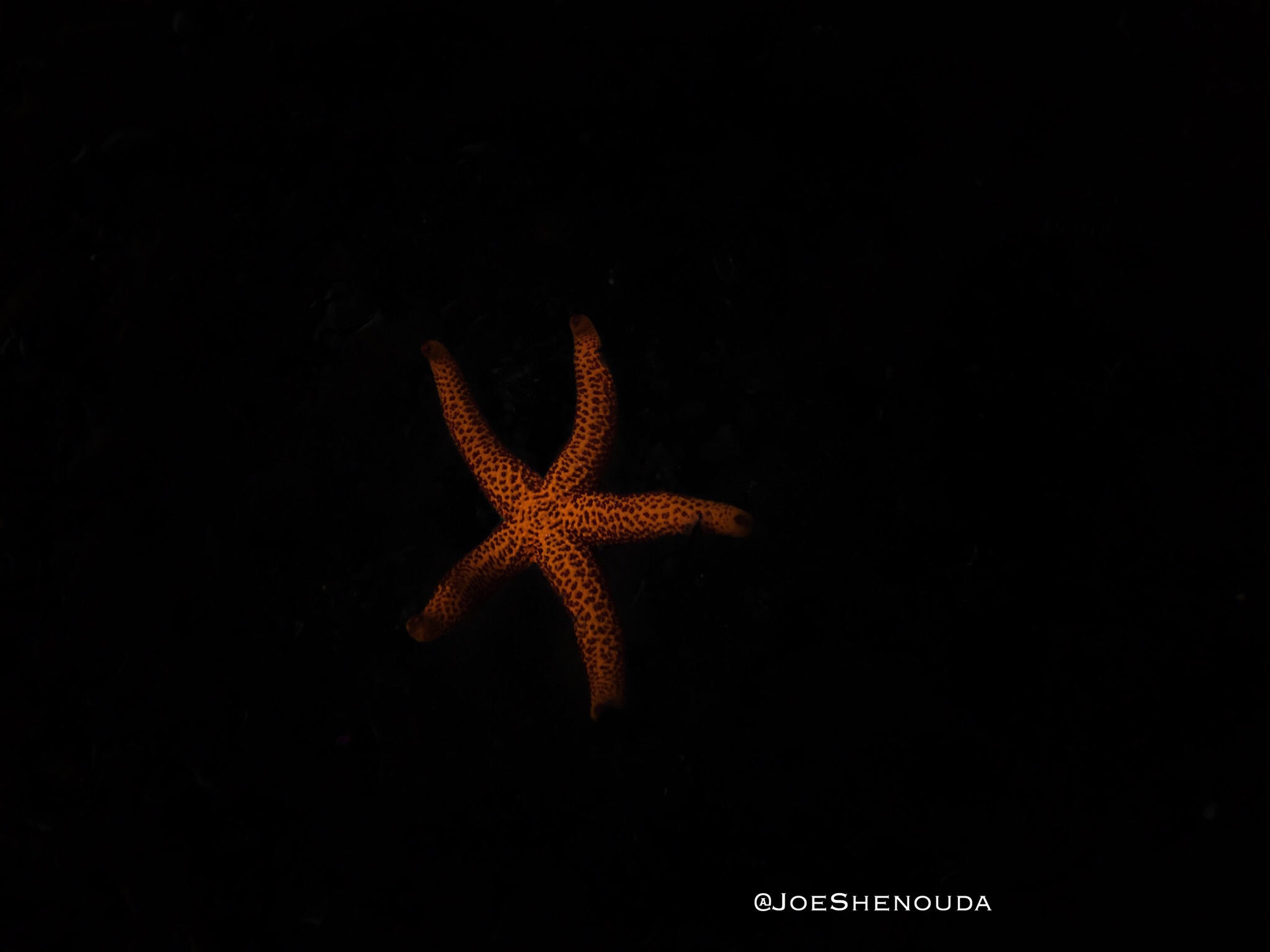 Starfish in Croatia 