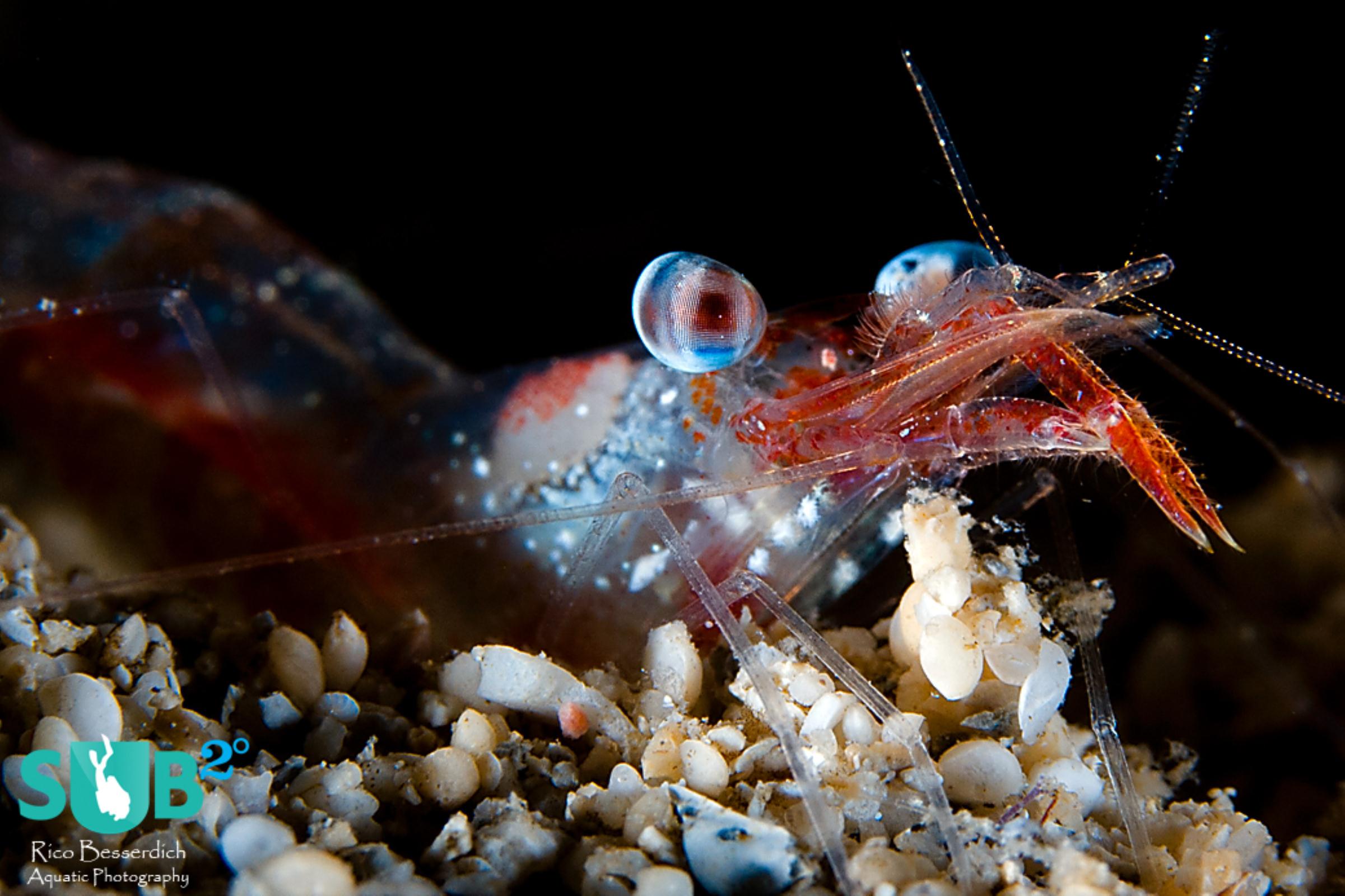 Shrimps are sometimes nervous small buddies that need quite the patience to achieve a proper photograph. 