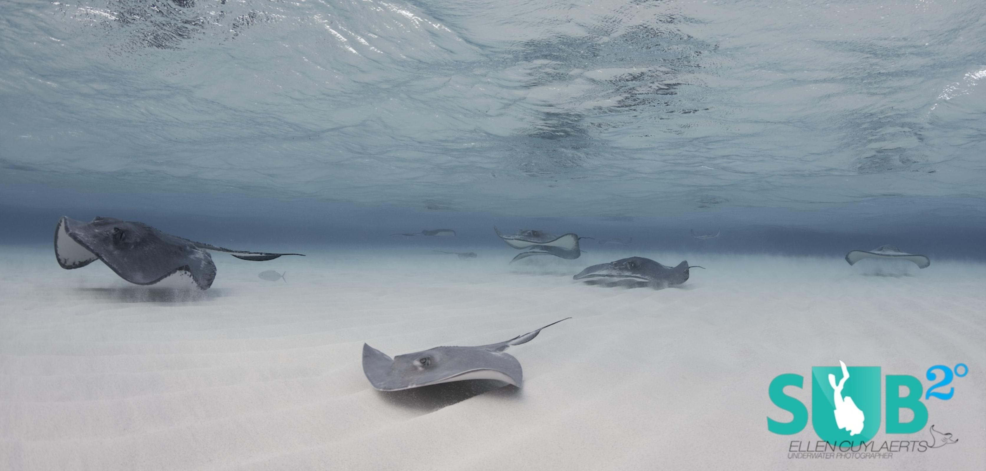 The last years numbers of stingrays declined...