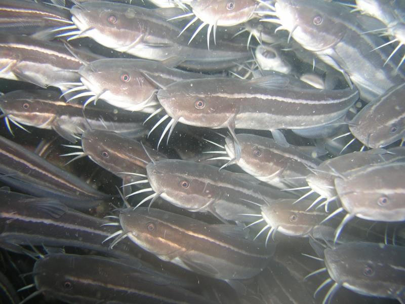 Striped Eel Catfish (Plotosus lineatus) at Ao Sane 01