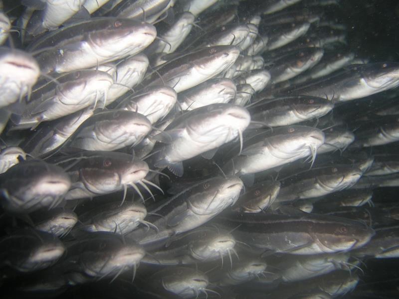 Striped Eel Catfish (Plotosus lineatus) at Ao Sane 02